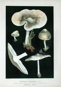 Leuba Mushroom Print 1890 St. George's - Panteek Antique Prints