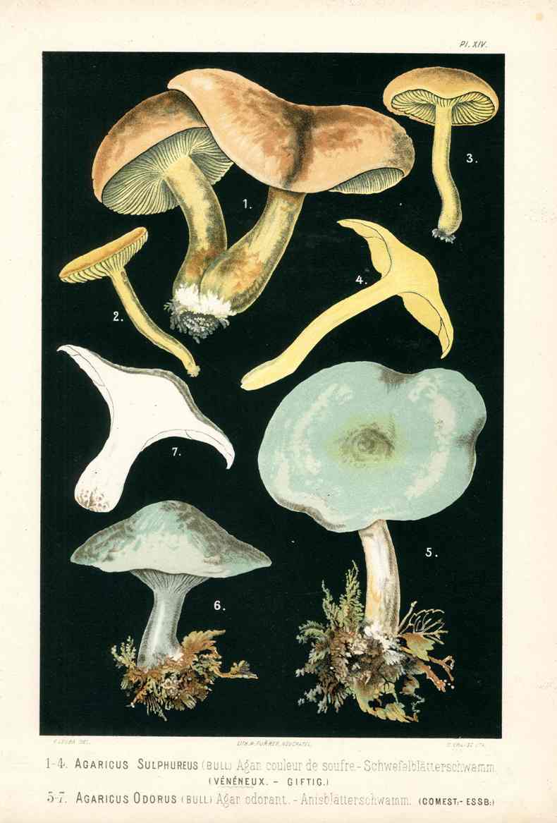 Leuba Mushroom Print 1890 Sulphur Knight