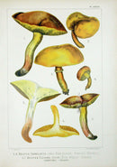 Leuba Mushroom Print 1890 Weeping Bolete - Panteek Antique Prints