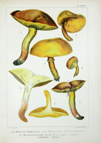 Leuba Mushroom Print 1890 Weeping Bolete - Panteek Antique Prints
