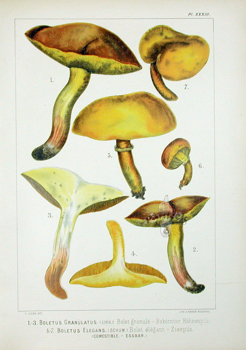 Leuba Mushroom Print 1890 Weeping Bolete
