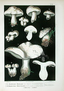 Leuba Mushroom Print 1890 White Agaricus - Panteek Antique Prints