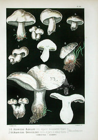 Leuba Mushroom Print 1890 White Agaricus - Panteek Antique Prints