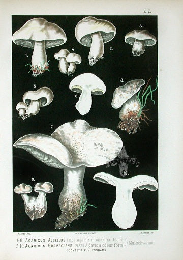 Leuba Mushroom Print 1890 White Agaricus