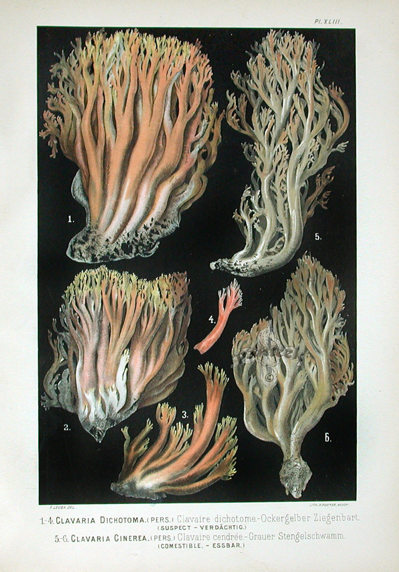 Leuba Mushroom Print 1890 White Coral Fungus