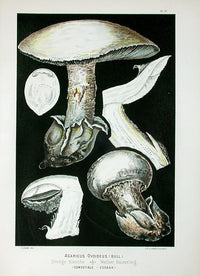 Leuba Mushroom Print 1890 White Egg Mushroom - Panteek Antique Prints
