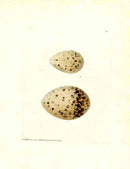 Lewin Egg Prints Artic Gull - Panteek Antique Prints