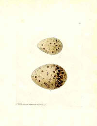 Lewin Egg Prints Artic Gull - Panteek Antique Prints