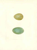 Lewin Egg Prints Bittern, Heron - Panteek Antique Prints