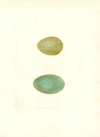 Lewin Egg Prints Bittern, Heron - Panteek Antique Prints
