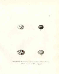 Lewin Egg Prints Buntings - Panteek Antique Prints