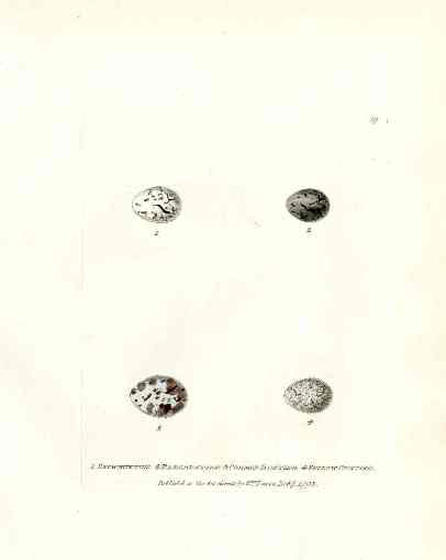 Lewin Egg Prints Buntings