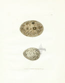 Lewin Egg Prints Buzards - Panteek Antique Prints