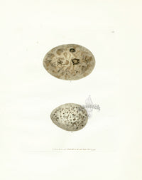 Lewin Egg Prints Buzards - Panteek Antique Prints