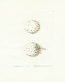 Lewin Egg Prints Buzzard, Kite - Panteek Antique Prints