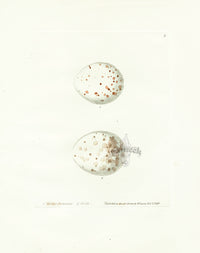 Lewin Egg Prints Buzzard, Kite - Panteek Antique Prints