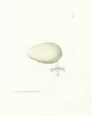 Lewin Egg Prints Commorant - Panteek Antique Prints