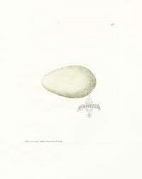 Lewin Egg Prints Commorant - Panteek Antique Prints