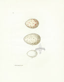 Lewin Egg Prints Coot, Grebe, Moorhen - Panteek Antique Prints