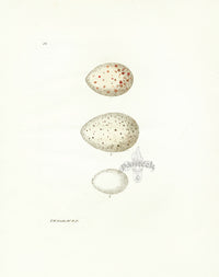 Lewin Egg Prints Coot, Grebe, Moorhen - Panteek Antique Prints