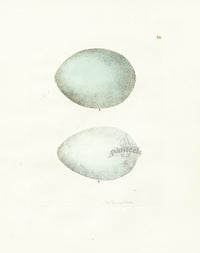 Lewin Egg Prints Crane, White Stork - Panteek Antique Prints