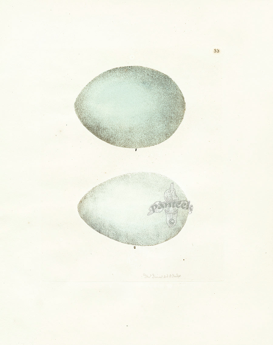 Lewin Egg Prints Crane, White Stork