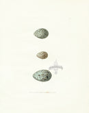 Lewin Egg Prints Crow, Magpie, Cuckoo - Panteek Antique Prints