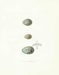 Lewin Egg Prints Crow, Magpie, Cuckoo - Panteek Antique Prints