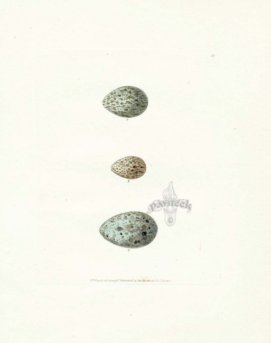 Lewin Egg Prints Crow, Magpie, Cuckoo