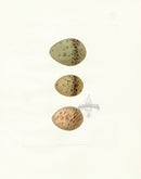 Lewin Egg Prints Curlew, Whimbrel - Panteek Antique Prints