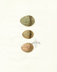 Lewin Egg Prints Curlew, Whimbrel - Panteek Antique Prints
