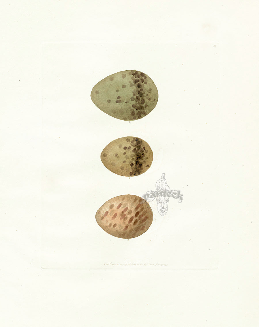 Lewin Egg Prints Curlew, Whimbrel