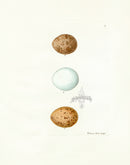Lewin Egg Prints Goshawk, Hen Harrier, Kestrel - Panteek Antique Prints