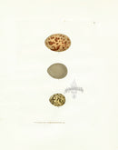 Lewin Egg Prints Grouse, Partridge, Quail - Panteek Antique Prints