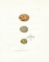 Lewin Egg Prints Grouse, Partridge, Quail - Panteek Antique Prints