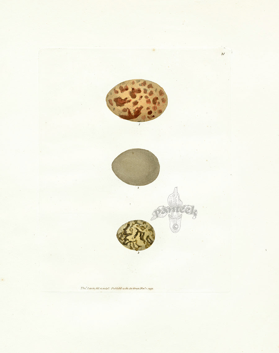 Lewin Egg Prints Grouse, Partridge, Quail