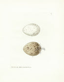 Lewin Egg Prints Gulls - Panteek Antique Prints