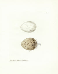 Lewin Egg Prints Gulls - Panteek Antique Prints