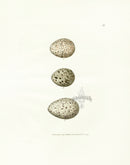 Lewin Egg Prints Knott, Turnstone, Plover - Panteek Antique Prints