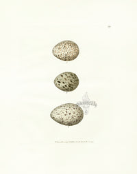 Lewin Egg Prints Knott, Turnstone, Plover - Panteek Antique Prints
