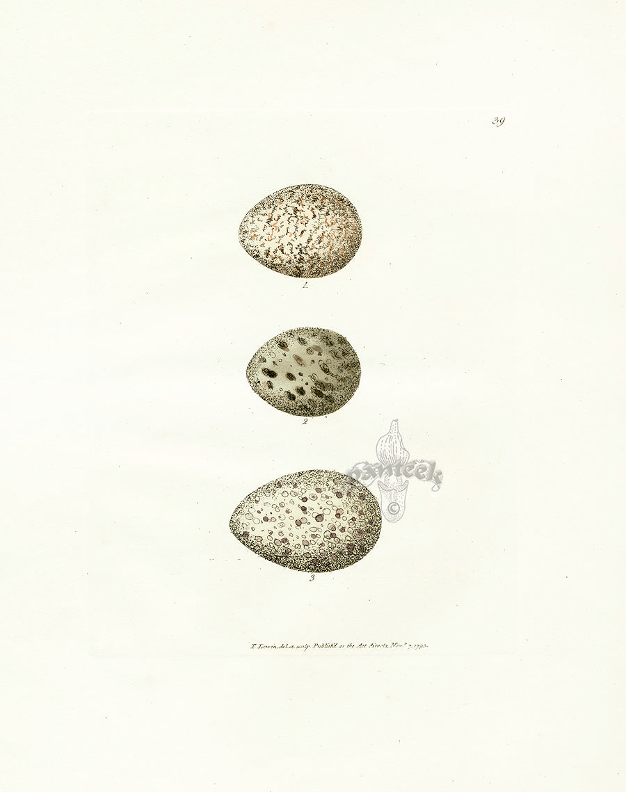 Lewin Egg Prints Knott, Turnstone, Plover