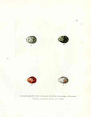 Lewin Egg Prints Larks - Panteek Antique Prints