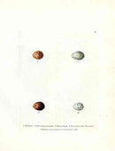 Lewin Egg Prints Larks, Flycatcher - Panteek Antique Prints