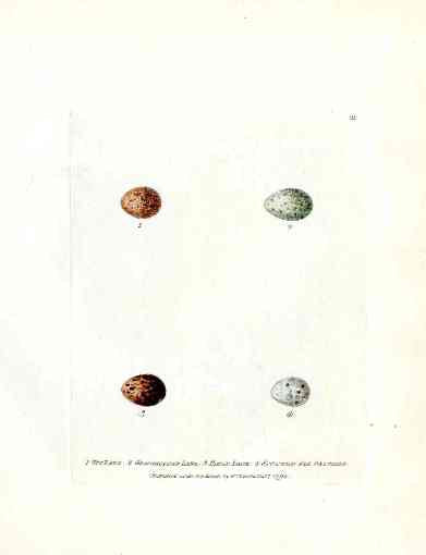 Lewin Egg Prints Larks, Flycatcher