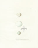 Lewin Egg Prints Little Owl, Shrikes - Panteek Antique Prints