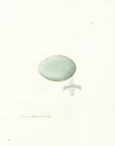 Lewin Egg Prints Mallard - Panteek Antique Prints