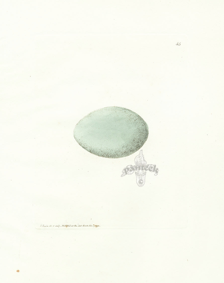 Lewin Egg Prints Mallard