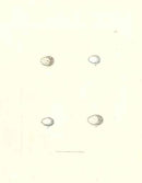 Lewin Egg Prints Nightingale, Warblers, Petty Chap - Panteek Antique Prints