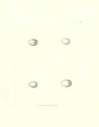 Lewin Egg Prints Nightingale, Warblers, Petty Chap - Panteek Antique Prints