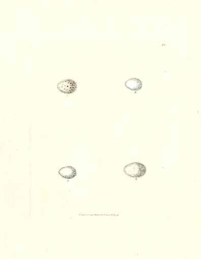 Lewin Egg Prints Nightingale, Warblers, Petty Chap